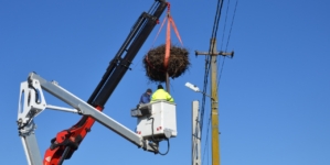 Cuib de berze relocat la Fărcașa pentru siguranța păsărilor și a rețelei electrice