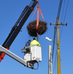 Cuib de berze relocat la Fărcașa pentru siguranța păsărilor și a rețelei electrice