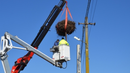 Cuib de berze relocat la Fărcașa pentru siguranța păsărilor și a rețelei electrice
