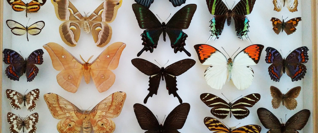 „Petale zburătoare – fluturi de pe 5 continente”, o nouă expoziție la Muzeul de Mineralogie Baia Mare