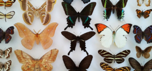 „Petale zburătoare – fluturi de pe 5 continente”, o nouă expoziție la Muzeul de Mineralogie Baia Mare