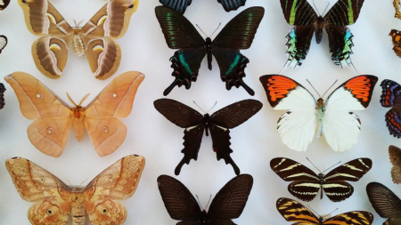 „Petale zburătoare – fluturi de pe 5 continente”, o nouă expoziție la Muzeul de Mineralogie Baia Mare