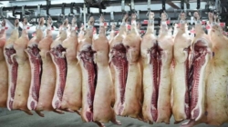 Carnea de porc adusă din UE congelată nu va mai putea fi vândută drept proaspătă