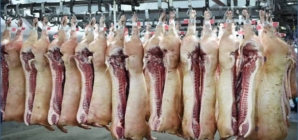 Carnea de porc adusă din UE congelată nu va mai putea fi vândută drept proaspătă