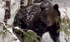 Avertizare importantă de la Salvamont – atenție sporită în Munții Gutâi!