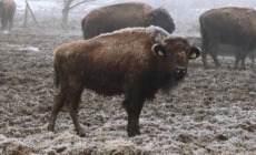 După ce în Vrancea câinii au fost uciși cu sânge rece în adăpostul din Suraia, un nou scandal zguduie România.