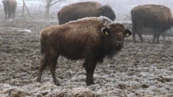 După ce în Vrancea câinii au fost uciși cu sânge rece în adăpostul din Suraia, un nou scandal zguduie România.