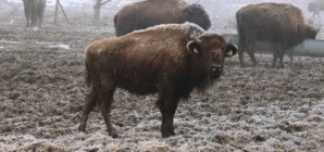 După ce în Vrancea câinii au fost uciși cu sânge rece în adăpostul din Suraia, un nou scandal zguduie România.