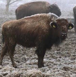 După ce în Vrancea câinii au fost uciși cu sânge rece în adăpostul din Suraia, un nou scandal zguduie România.