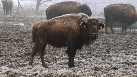 După ce în Vrancea câinii au fost uciși cu sânge rece în adăpostul din Suraia, un nou scandal zguduie România.