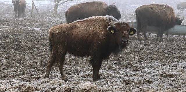 După ce în Vrancea câinii au fost uciși cu sânge rece în adăpostul din Suraia, un nou scandal zguduie România.