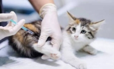 Alertă sanitară în comuna Groși