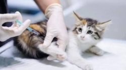 Alertă sanitară în comuna Groși