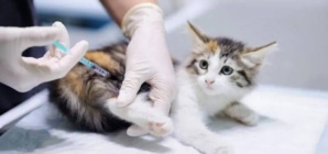 Alertă sanitară în comuna Groși