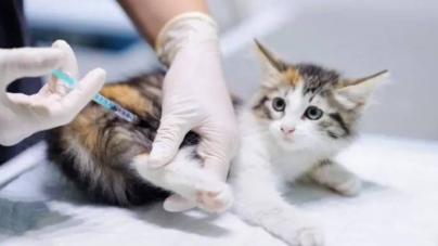 Alertă sanitară în comuna Groși