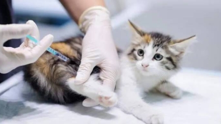 Alertă sanitară în comuna Groși