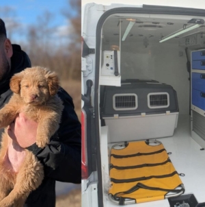Asociația Fight for Animals Baia Mare organizează o campanie de strângere de fonduri pentru achiziționarea unei ambulanțe veterinare