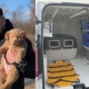 Asociația Fight for Animals Baia Mare organizează o campanie de strângere de fonduri pentru achiziționarea unei ambulanțe veterinare