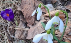 Primăvara își face loc timid în Parcul Național Munții Rodnei: primele flori vestesc renașterea naturii