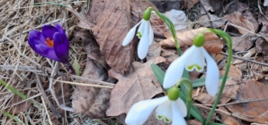 Primăvara își face loc timid în Parcul Național Munții Rodnei: primele flori vestesc renașterea naturii