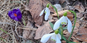 Primăvara își face loc timid în Parcul Național Munții Rodnei: primele flori vestesc renașterea naturii
