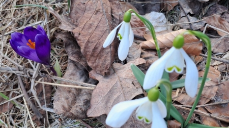 Primăvara își face loc timid în Parcul Național Munții Rodnei: primele flori vestesc renașterea naturii