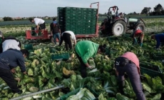 Ce trebuie să știe maramureșenii care lucrează în străinătate