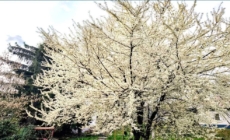 Prognoza meteo Maramureș, miercuri 25 martie 2026