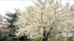 Prognoza meteo Maramureș, miercuri 25 martie 2026