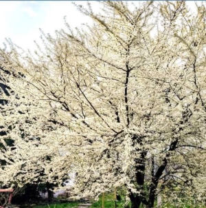 Prognoza meteo Maramureș, miercuri 25 martie 2026