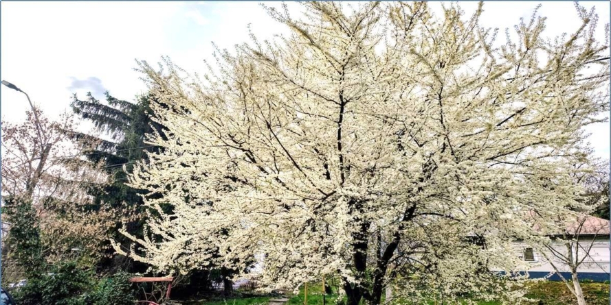 Prognoza meteo Maramureș, miercuri 25 martie 2026