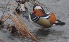 Prognoza meteo Maramureș, sâmbătă 7 martie 2026