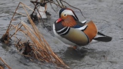 Prognoza meteo Maramureș, sâmbătă 7 martie 2026