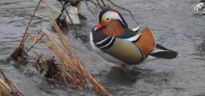 Prognoza meteo Maramureș, sâmbătă 7 martie 2026