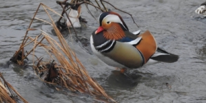 Prognoza meteo Maramureș, sâmbătă 7 martie 2026