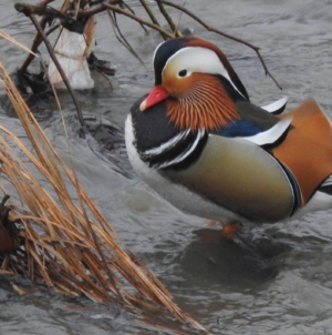 Prognoza meteo Maramureș, sâmbătă 7 martie 2026