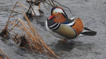 Prognoza meteo Maramureș, sâmbătă 7 martie 2026