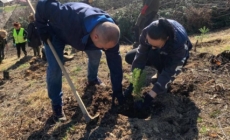 Inițiativă pentru natură, acțiune de împădurire în zona Baia Mare