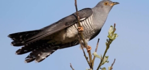 Ziua cucului și Buna vestire, în tradiția populară