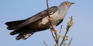 Ziua cucului și Buna vestire, în tradiția populară