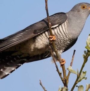 Ziua cucului și Buna vestire, în tradiția populară