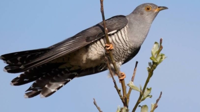 Ziua cucului și Buna vestire, în tradiția populară