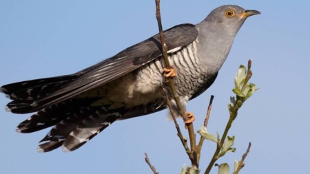 Ziua cucului și Buna vestire, în tradiția populară