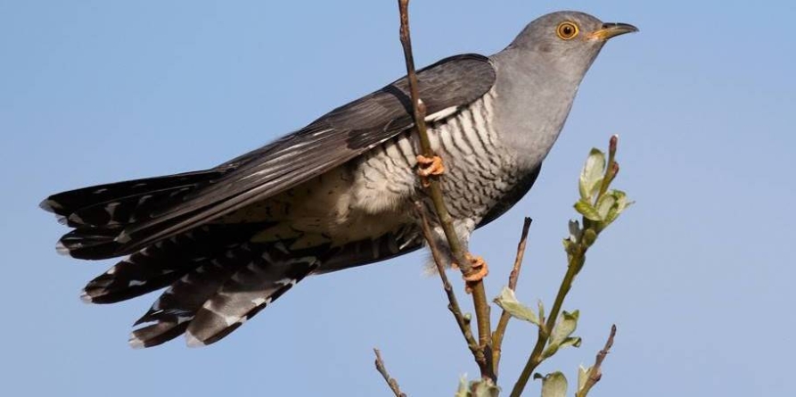 Ziua cucului și Buna vestire, în tradiția populară