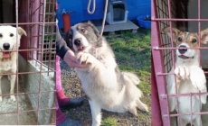 Asociația „Salvați Animalele” lansează o invitație băimărenilor iubitori de animale