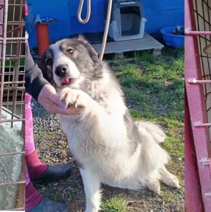 Asociația „Salvați Animalele” lansează o invitație băimărenilor iubitori de animale