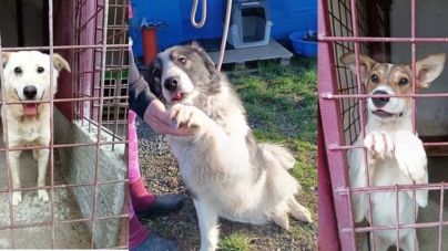 Asociația „Salvați Animalele” lansează o invitație băimărenilor iubitori de animale