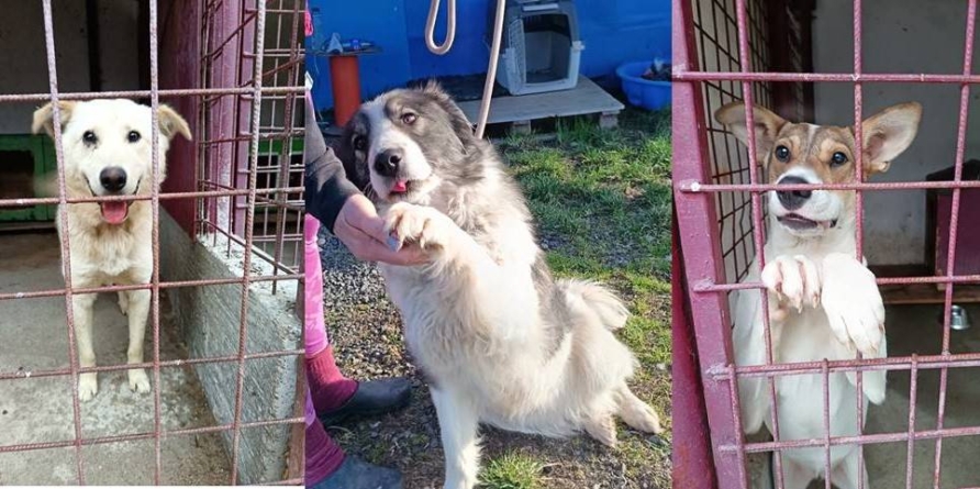 Asociația „Salvați Animalele” lansează o invitație băimărenilor iubitori de animale