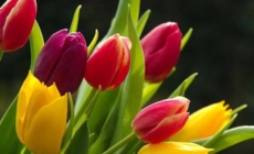 Cum a început, de fapt, Ziua Internațională a Femeii? O poveste despre curaj, muncă și demnitate