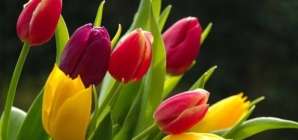 Cum a început, de fapt, Ziua Internațională a Femeii? O poveste despre curaj, muncă și demnitate